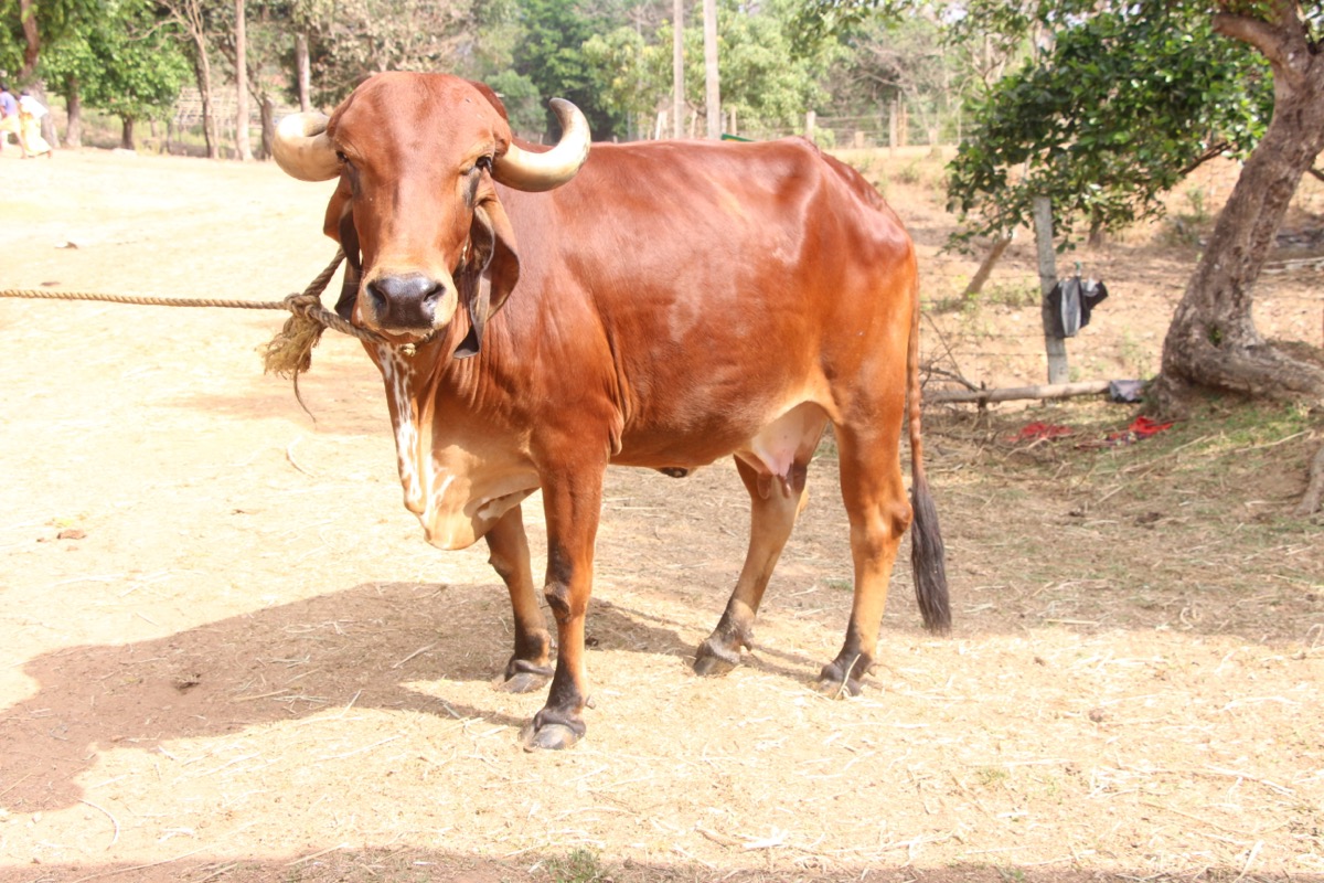 Gentle Rescued Cow in Shaded Sanctuary Courtyard