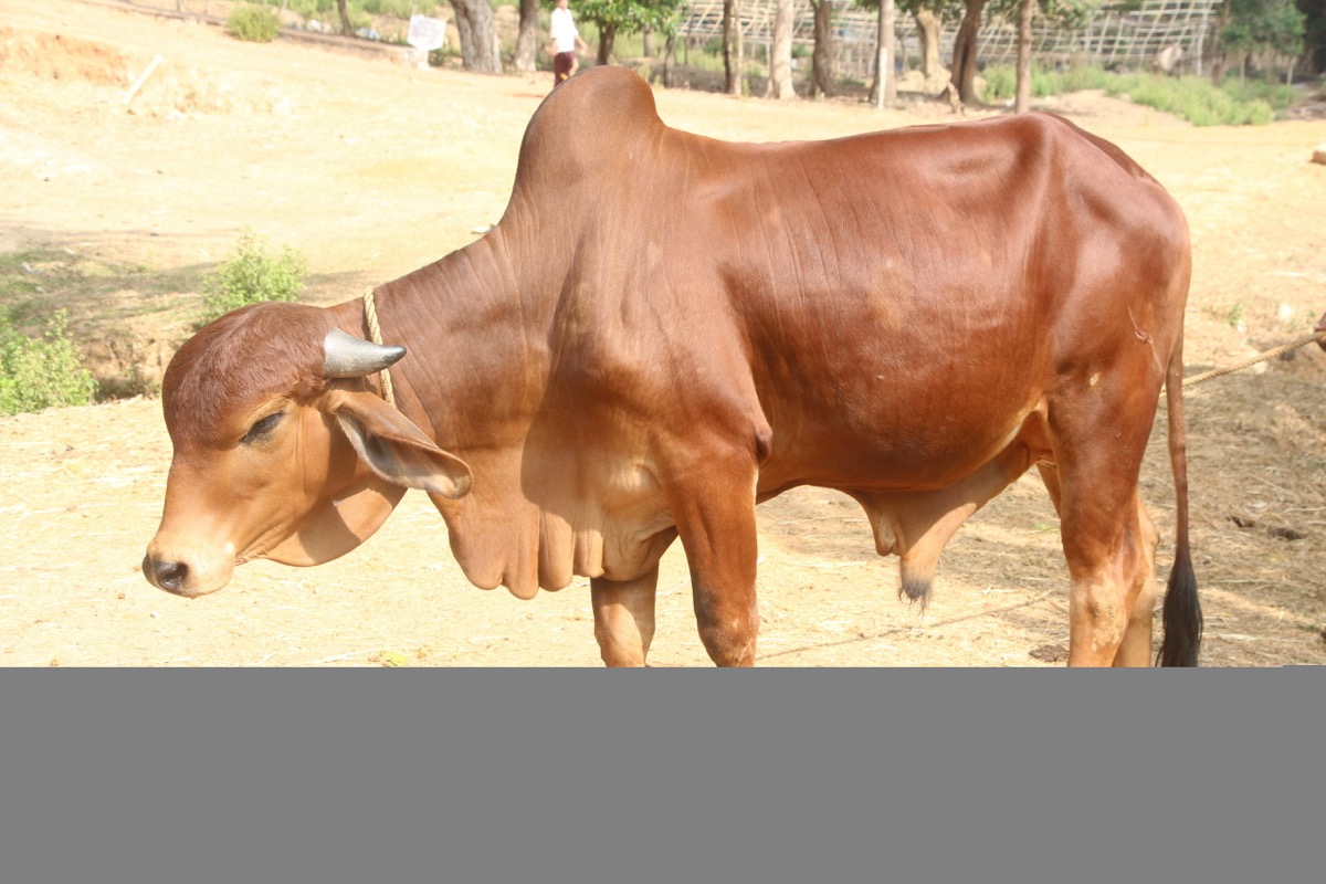 Protected Sanctuary Calf Receiving Nutrition & Warmth