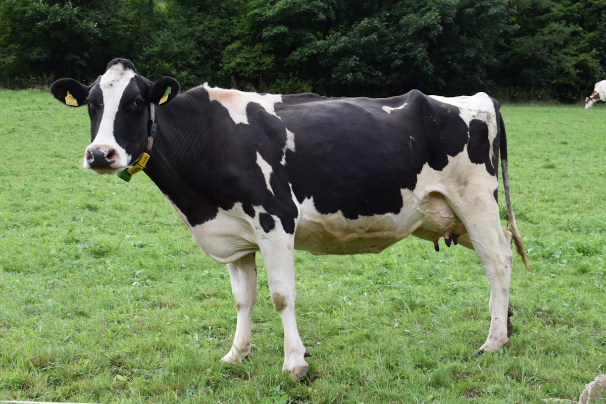 Open Pasture Freedom & Sunlight for Rescued Herds