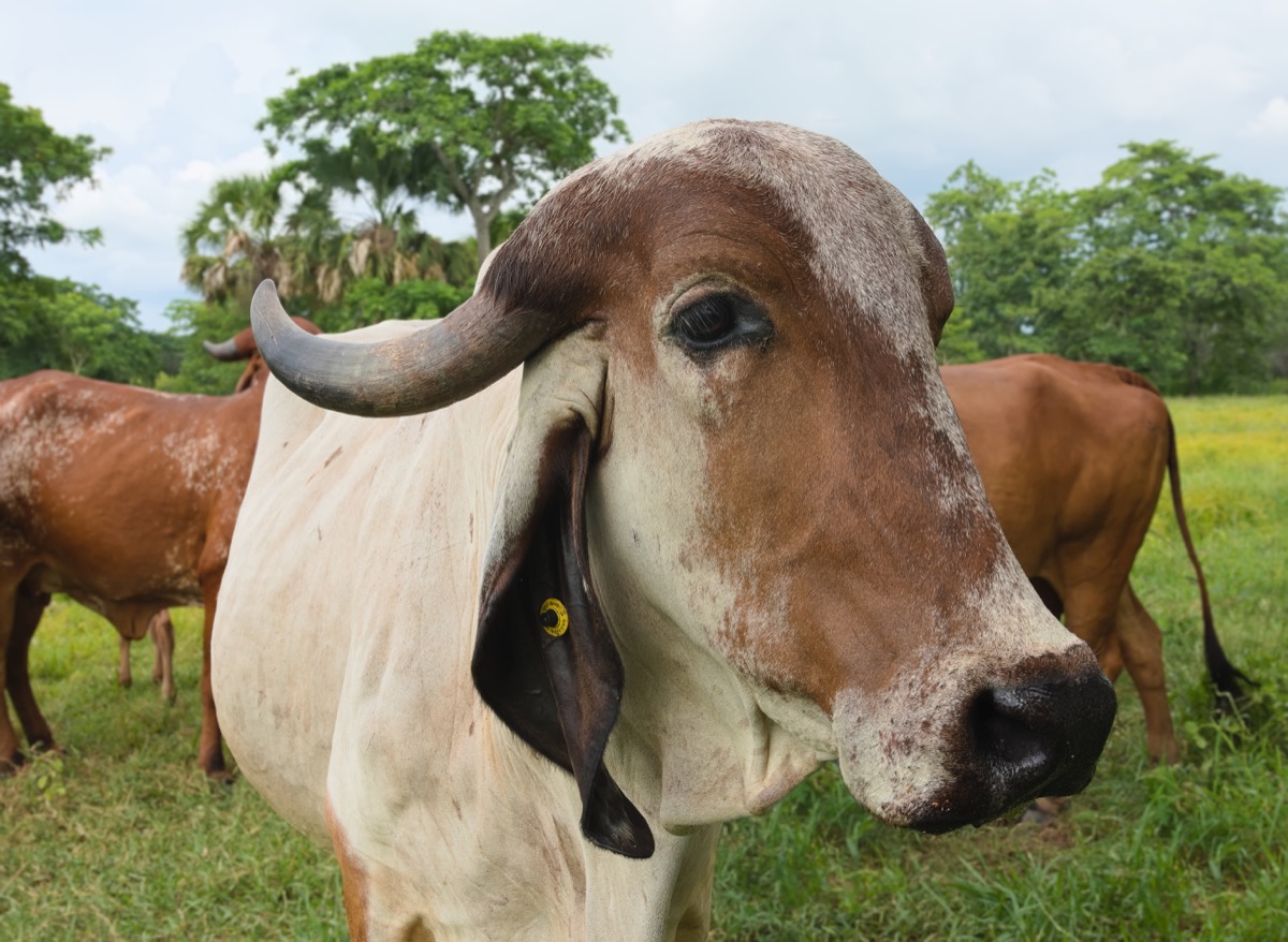 Pure Indigenous Gir Cow Grazing in Lush Pastures