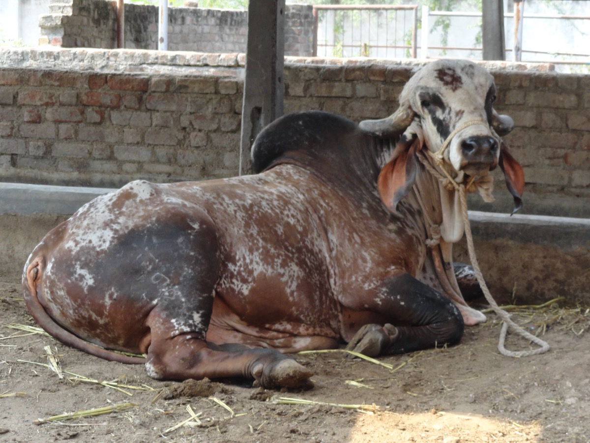 Sanctuary Pasture Care & Mineral Supplementation