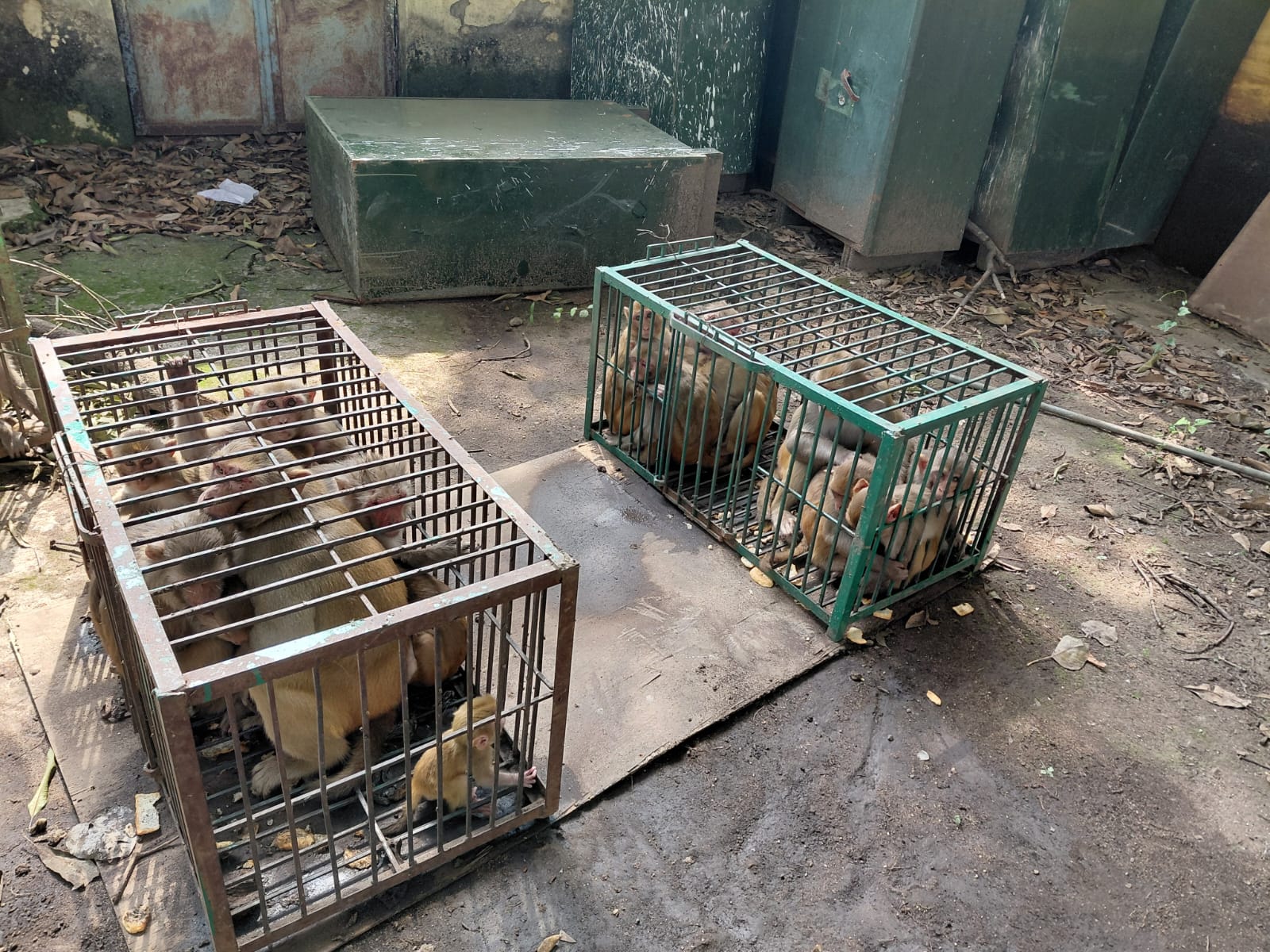 Wildlife Rescue & Rhesus Macaque Rehabilitation Troop