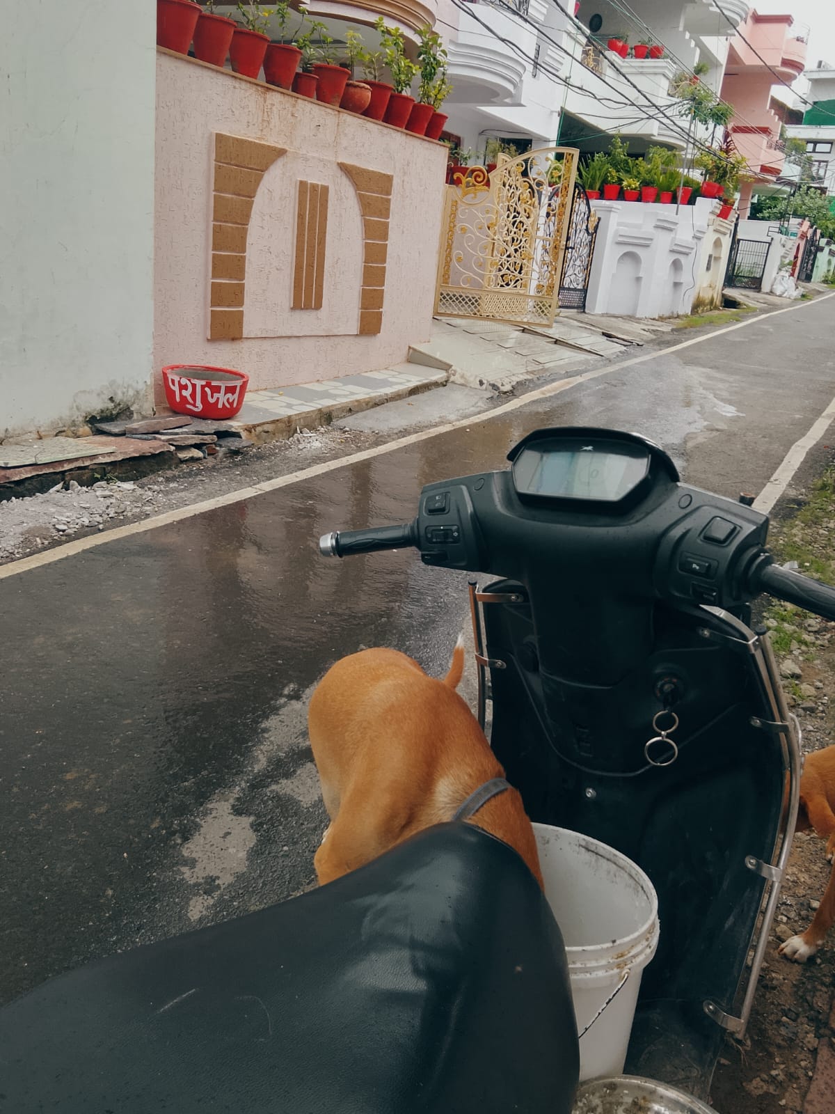 Daily Stray Animal Feeding Drive & 'पशुजल' Water Bowl Campaign