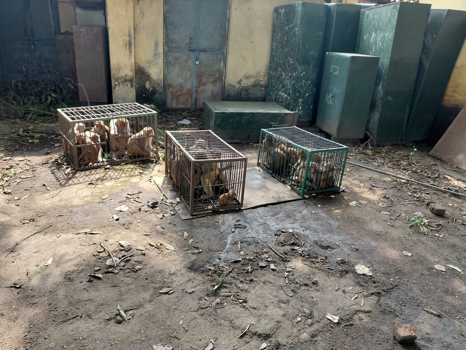 Safe Rescue Transit Crates & Veterinary Observation