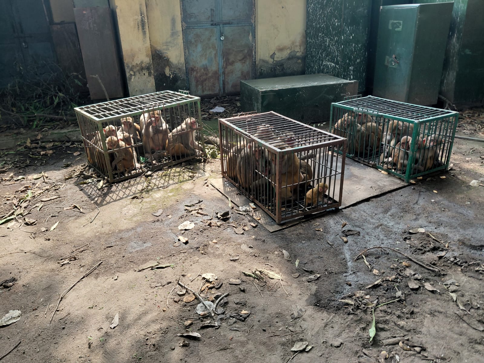 Multi-Unit Wildlife Rescue & Hydration Care Facility